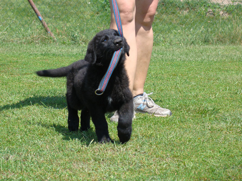 Original image from the archived German Shepherd Puppies - AISCHA z Drabskych skal record
