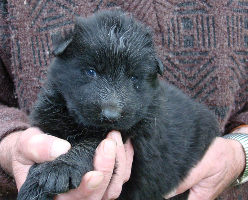 Original image from the archived Dask z Jirkova dvora x ZITA ze Zacpalova chovu litter record