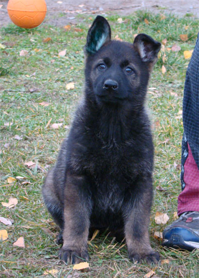 Original image from the archived CHARI z Esagilu x Vira Rivie litter record