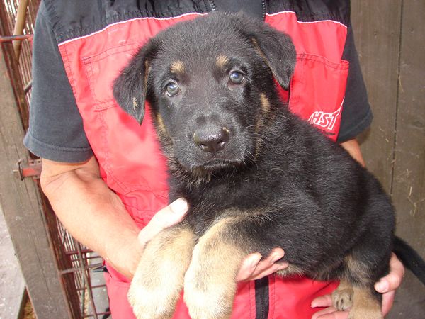 Original image from the archived German Shepherd Puppies - Zen z Jirkova dvora x WIKI od Roubenky - August 2012 record