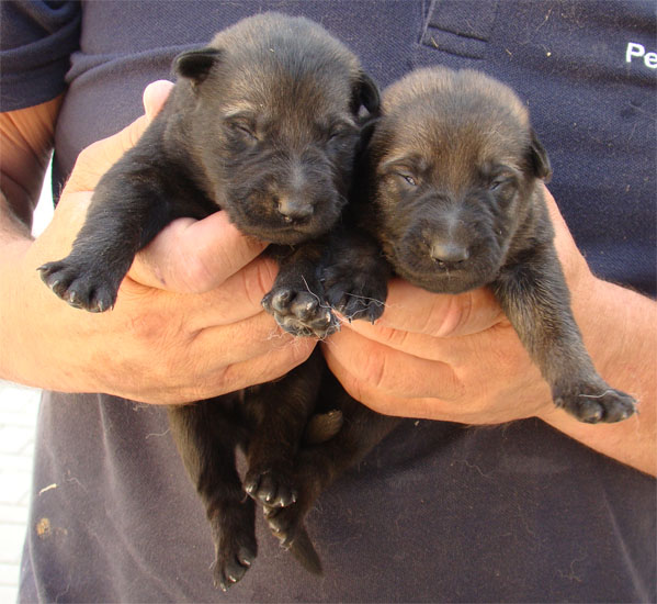 Original image from the archived JAGO Jipo Me x MASA Jipo-Me litter record