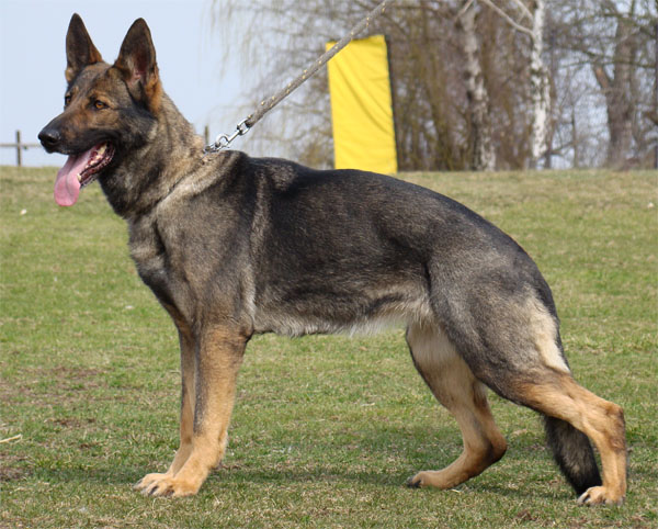 Original image from the archived Alpine K-9 Sold Dogs record