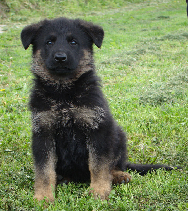 Original image from the archived DASK z Jirkova dvora x CHITA z Jirkova dvora litter record