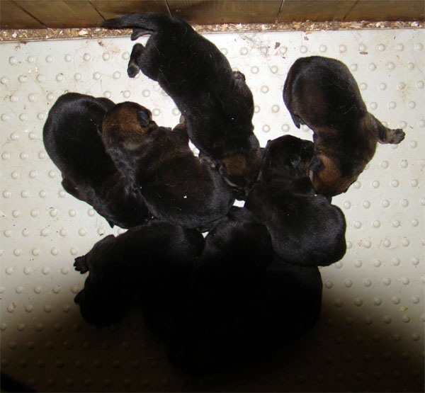 Original image from the archived Zen z Jirkova dvora x SHEILA Jipo Me litter record
