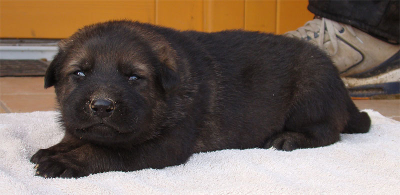 Original image from the archived SHARON Favory Cross x Manka z Jirkova dvora litter record