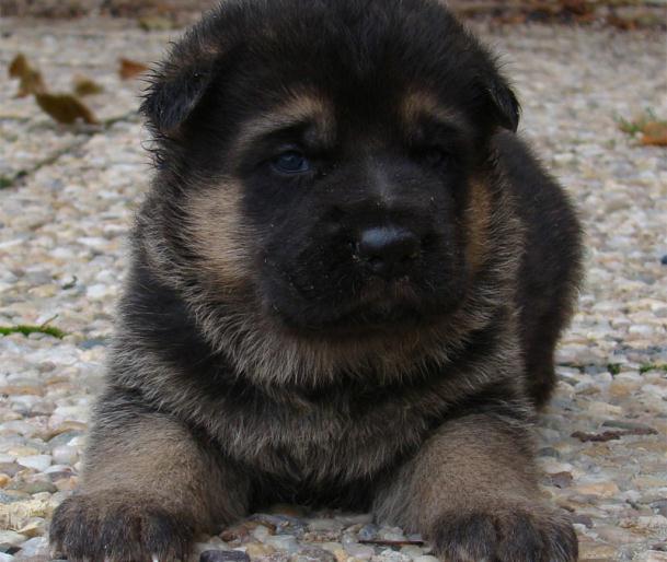 Original image from the archived Zen z Jirkova dvora x GERA z Malebnych hvozdu litter record