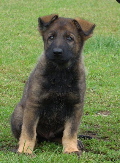 Original image from the archived CHARI z Esagilu x Darlin Rebel Bohemia litter record