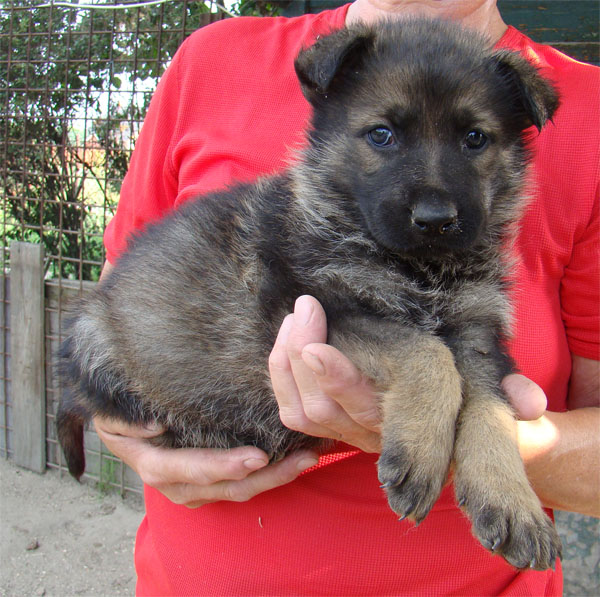 Original image from the archived CARLY Policia Slovakia x Lika z Jirkova dvora litter record
