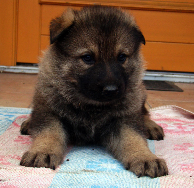 Original image from the archived German Shepherd Puppies -Pardal z Jirkova dvora x KETTY Kamos Durabo record