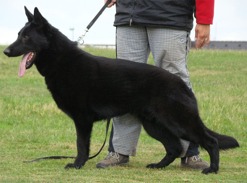 Original image from the archived Alpine K-9 Sold Dogs record