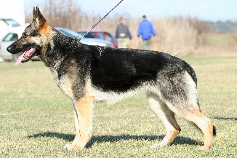 Original image from the archived CHARI z Esagilu x PEGY z Golha litter record