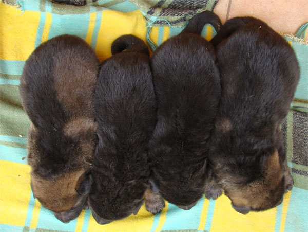 Original image from the archived Zen z Jirkova dvora x SHEILA Jipo Me litter record