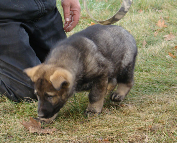 Original image from the archived Kery Kamos Durabo x MANKA z Jirkova dvora litter record