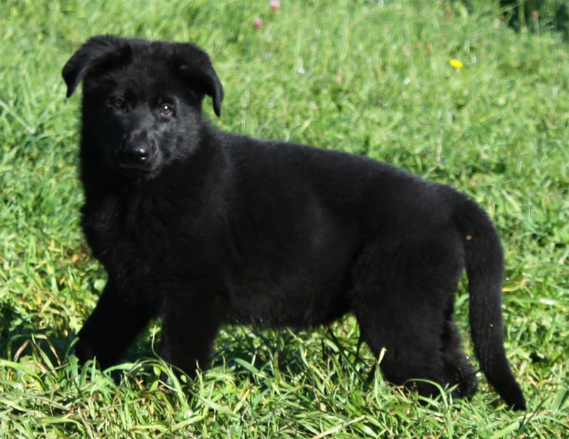 Original image from the archived Kery Kamos Durabo x ORKA od Roubenky litter record