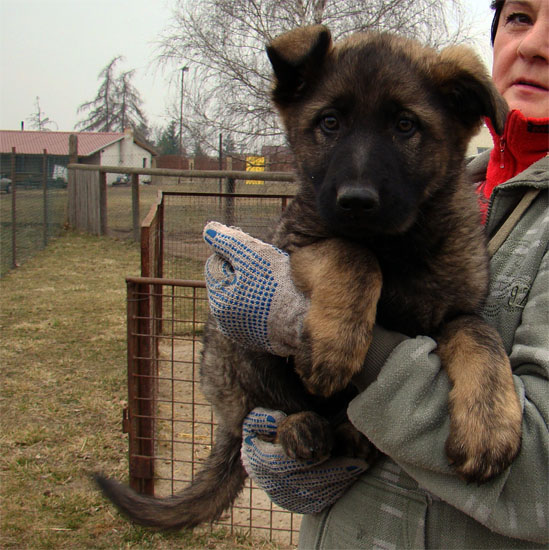 Original image from the archived CHARI z Esagilu x PEGY z Golha litter record