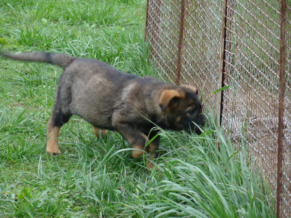Original image from the archived JAGO Jipo Me x GAMA z Jirkova dvora litter record