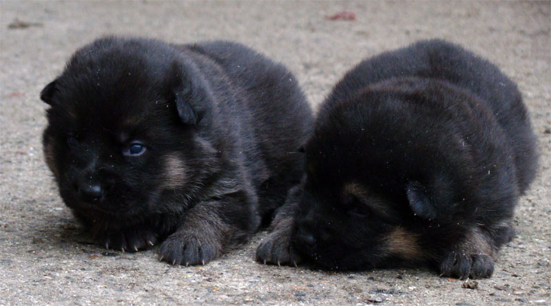 Original image from the archived German Shepherd Puppies - Zen z Jirkova dvora x YNUSA z Jirkova dvora record