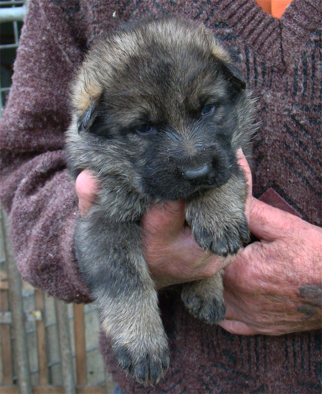 Original image from the archived Dask z Jirkova dvora x ZITA ze Zacpalova chovu litter record