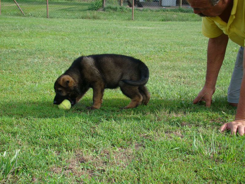 Original image from the archived German Shepherd Puppies - SONY z Vetrneho vrchu record