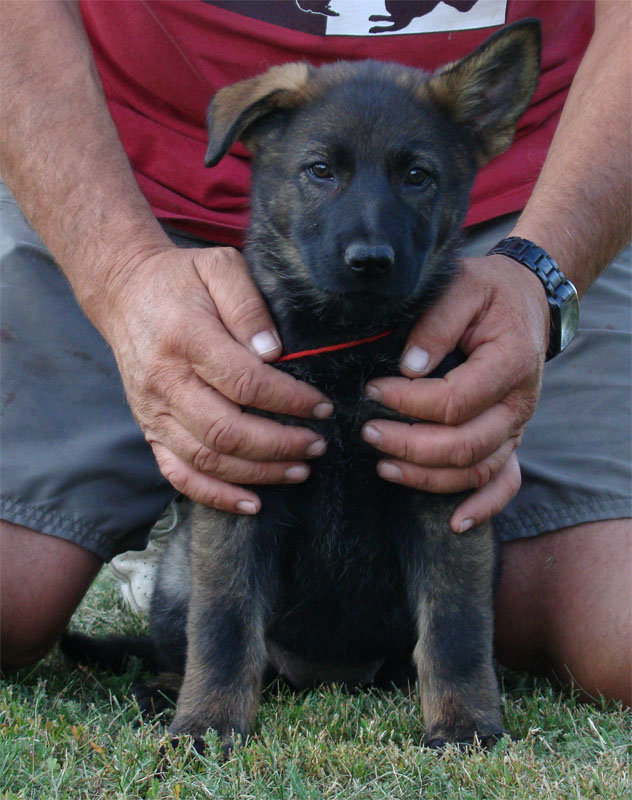 Original image from the archived A MILA record