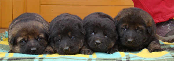 Original image from the archived Zen z Jirkova dvora x SHEILA Jipo Me litter record