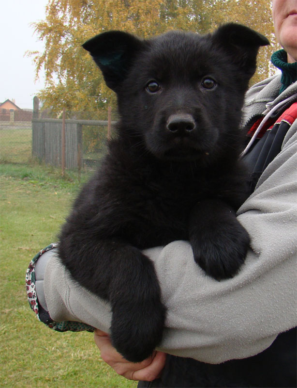 Original image from the archived German Shepherd Puppies - TINA z Berounske basty record