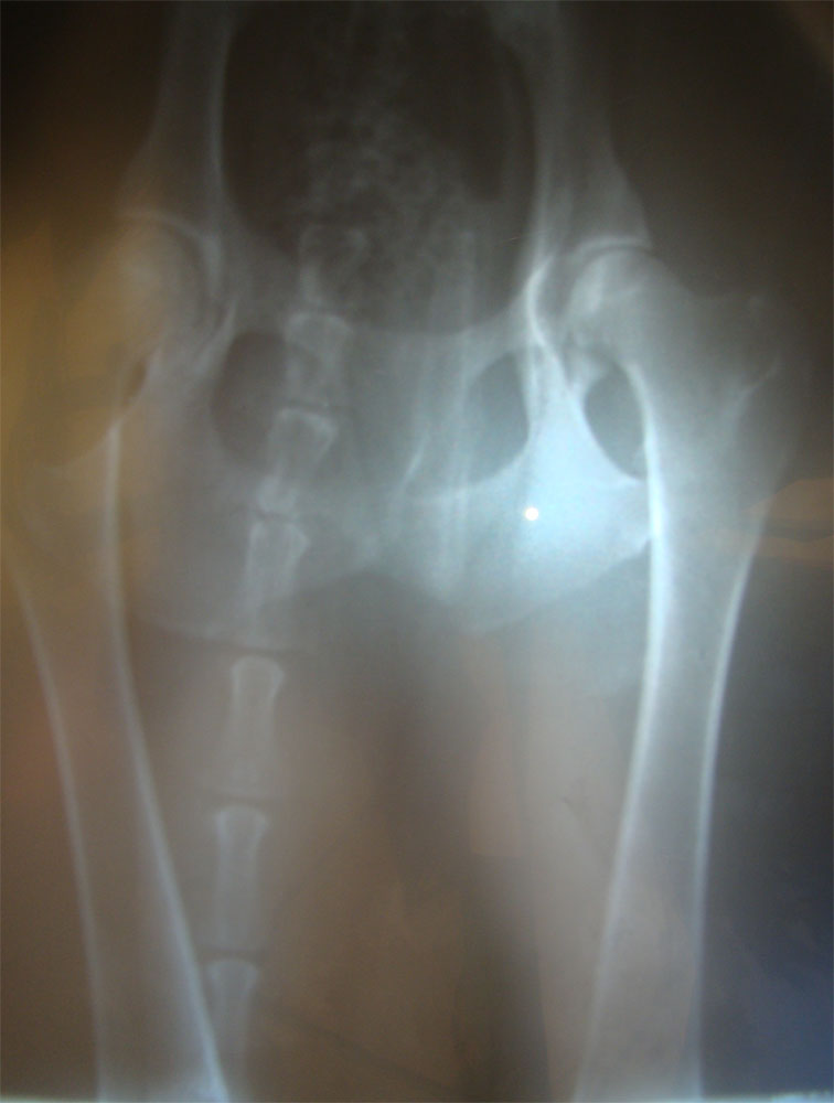 Original image from the archived Alpine K9 - MAX record
