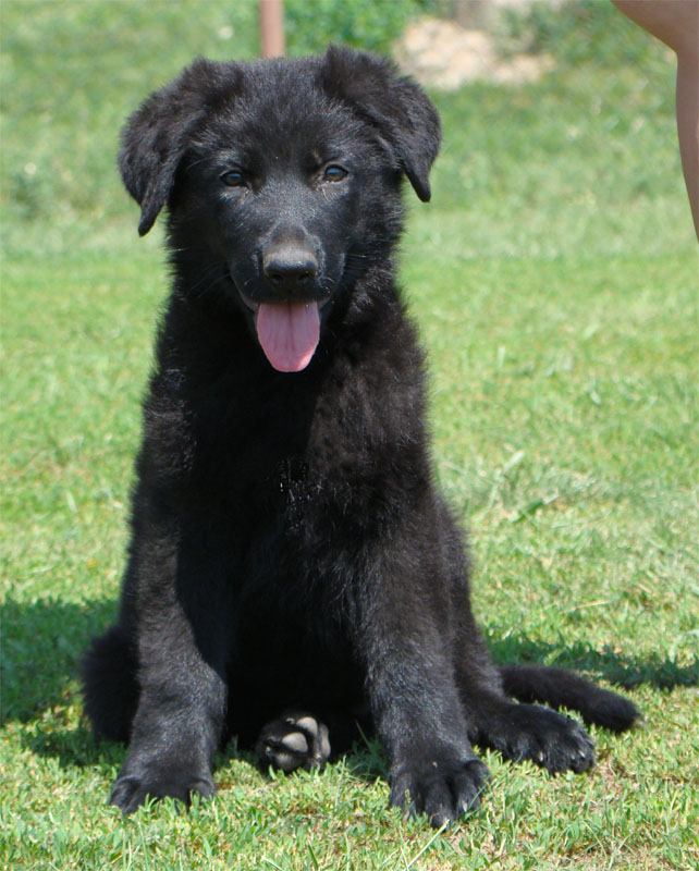 Original image from the archived German Shepherd Puppies - AISCHA z Drabskych skal record