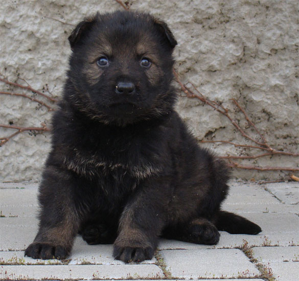 Original image from the archived URF z Jirkova dvora x DALI z Jirkova dvora litter record