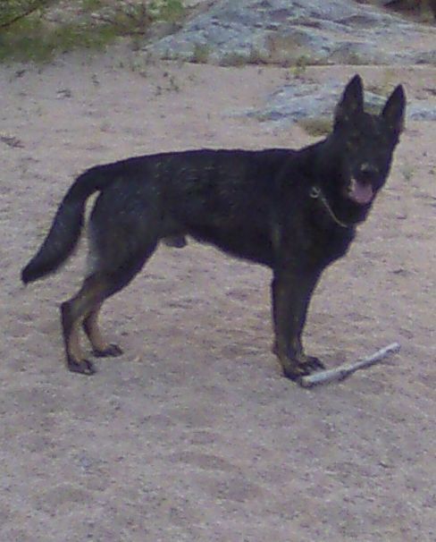 Original image from the archived Bimba z AlpineK9 record