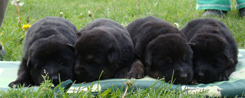 Original image from the archived German Shepherd Puppies -Zen z Jirkova dvora x Keli z Jirkova dvora record
