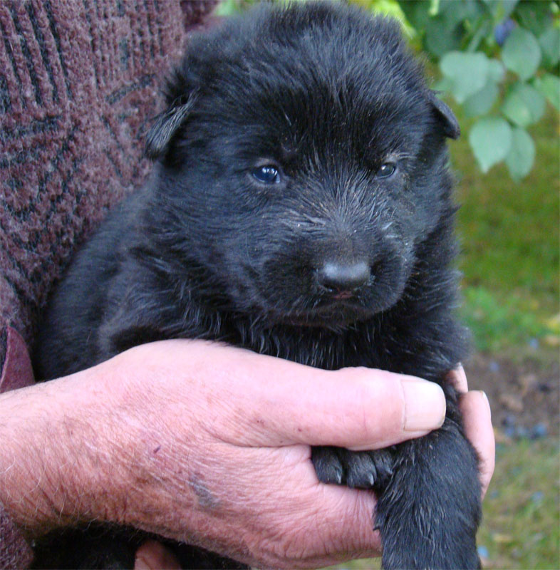 Original image from the archived Dask z Jirkova dvora x ZITA ze Zacpalova chovu litter record