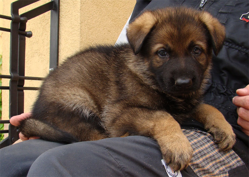 Original image from the archived Kery Kamos Durabo x MASA Jipo Me litter record