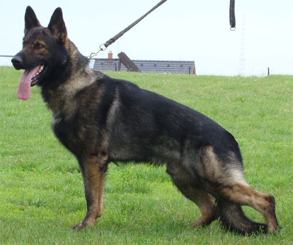Original image from the archived Alpine K-9 Sold Dogs record