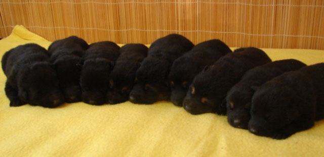 Original image from the archived German Shepherd Puppies - Zen z Jirkova dvora x WIKI od Roubenky record