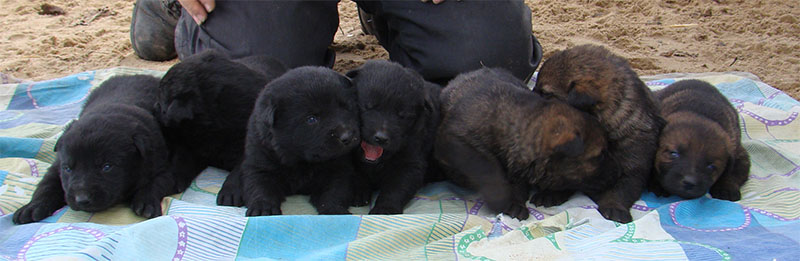Original image from the archived SHARON Favory Cross x Cita z Valskeho udoli litter record