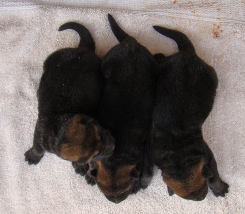 Original image from the archived Art ze Sumavske doliny x TANA z Jirkova dvora litter record