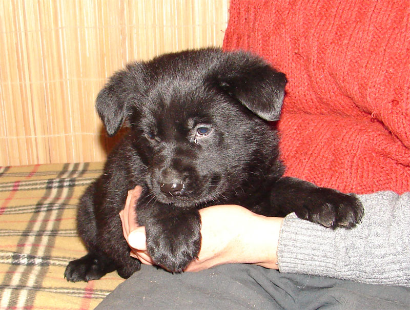 Original image from the archived German Shepherd Puppies - Zen z Jirkova dvora x USSY OD ROUBENKY record