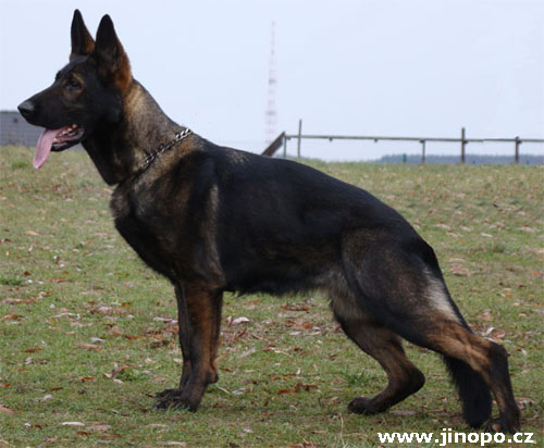 Original image from the archived Zen z Jirkova dvora x SHEILA Jipo Me litter record