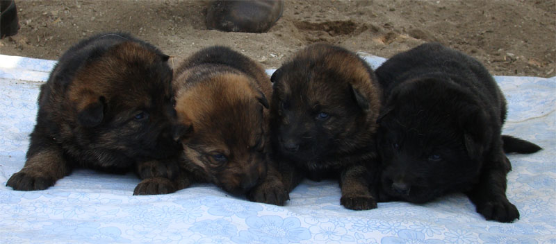 Original image from the archived CHARIK Galan Nalag x HANACH Jipo Me litter record