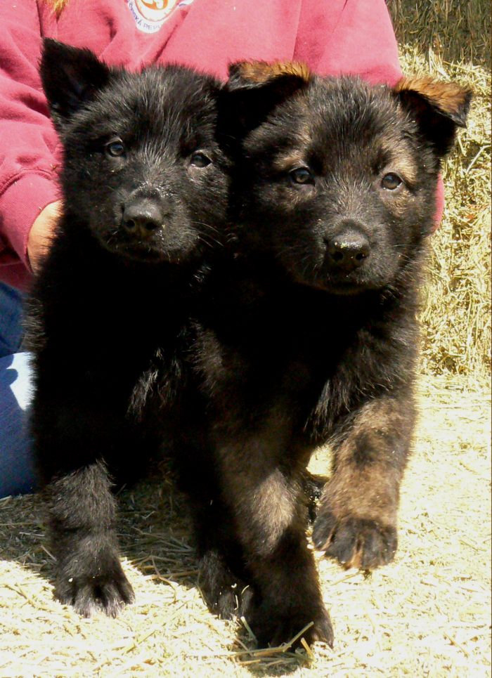 Original image from the archived German Shepherd Puppies -Pardal z Jirkova dvora x Bara za srnciho vrchu record