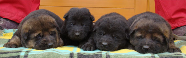 Original image from the archived Zen z Jirkova dvora x SHEILA Jipo Me litter record