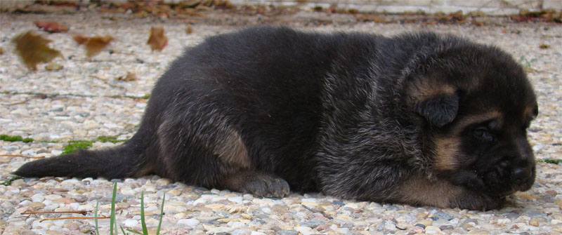 Original image from the archived Zen z Jirkova dvora x GERA z Malebnych hvozdu litter record