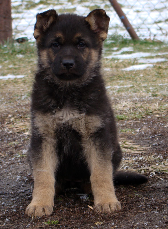 Original image from the archived German Shepherd Puppies - Zen z Jirkova dvora x YNUSA z Jirkova dvora record