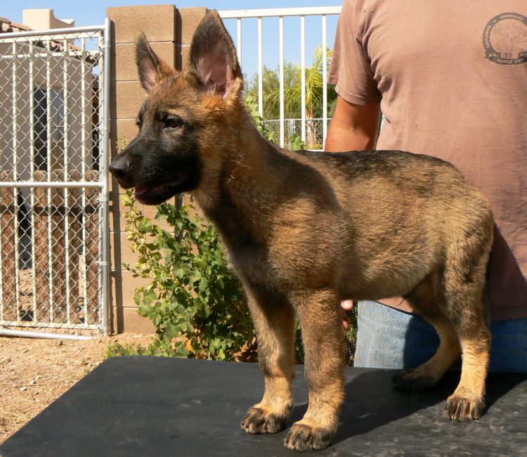 Original image from the archived B-Zeus z AlpineK9 record