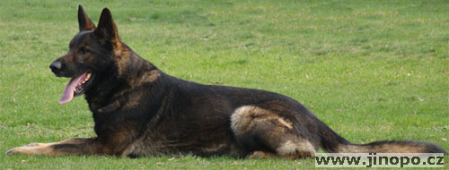 Original image from the archived Carly Policia-Slovakia record