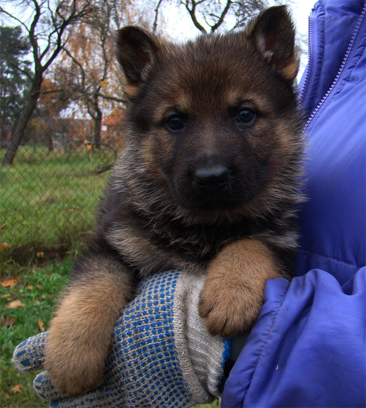 Original image from the archived German Shepherd Puppies - Zen z Jirkova dvora x TANA z Jirkova dvora record