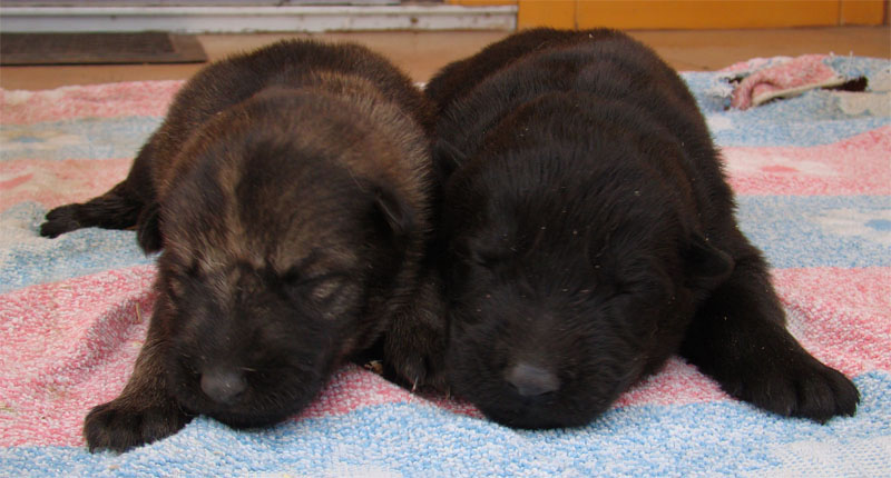 Original image from the archived German Shepherd Puppies -Pardal z Jirkova dvora x KETTY Kamos Durabo record