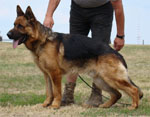 Original image from the archived Alpine K-9 Sold Dogs record