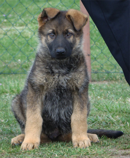Original image from the archived CHARI z Esagilu x CORA z Malebnych hvozdu litter record